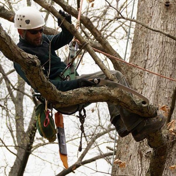 Silky Sugoi mm Arborist Hand 08